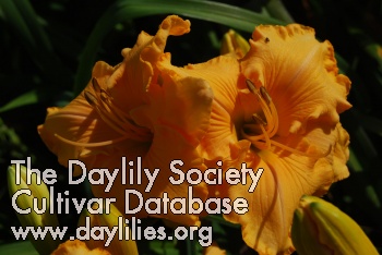 Daylily Fate Payne Memorial